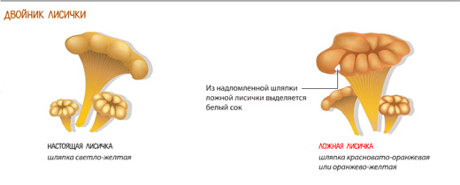 Грибы