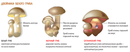 Грибы
