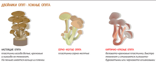 Грибы